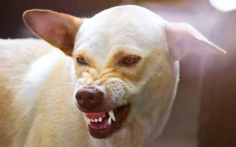 7-Year-Old Girl Dies After Getting Mauled by a Stray Dog in Hyderabad