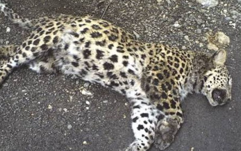 Wildlife Department Captures Leopard After Livestock Attacks