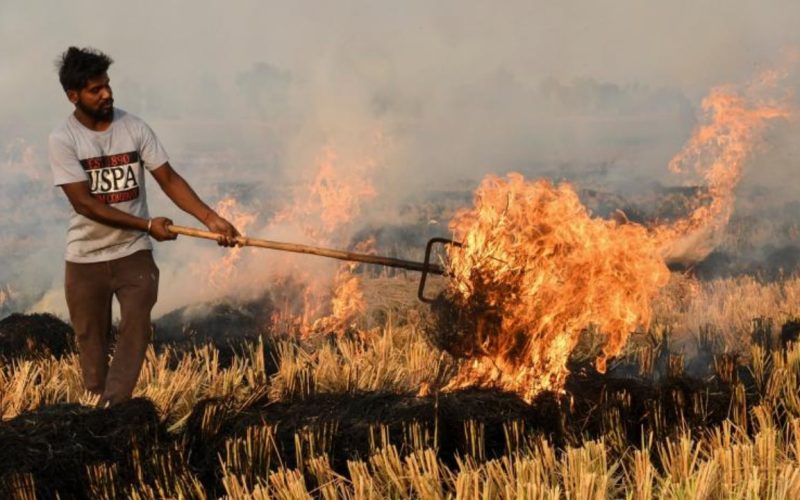 Punjab Tightens Action Against Rice Residue Burning
