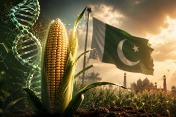 Govt to Decide on GMO Maize Licenses Today