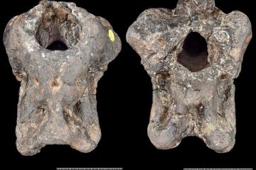 Forgotten Fossil Reveals Never Seen Before Dinosaur Species