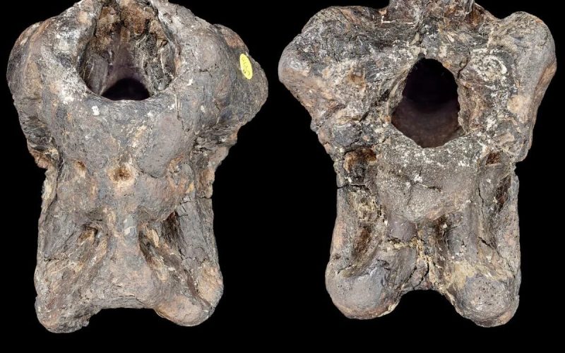 Forgotten Fossil Reveals Never Seen Before Dinosaur Species