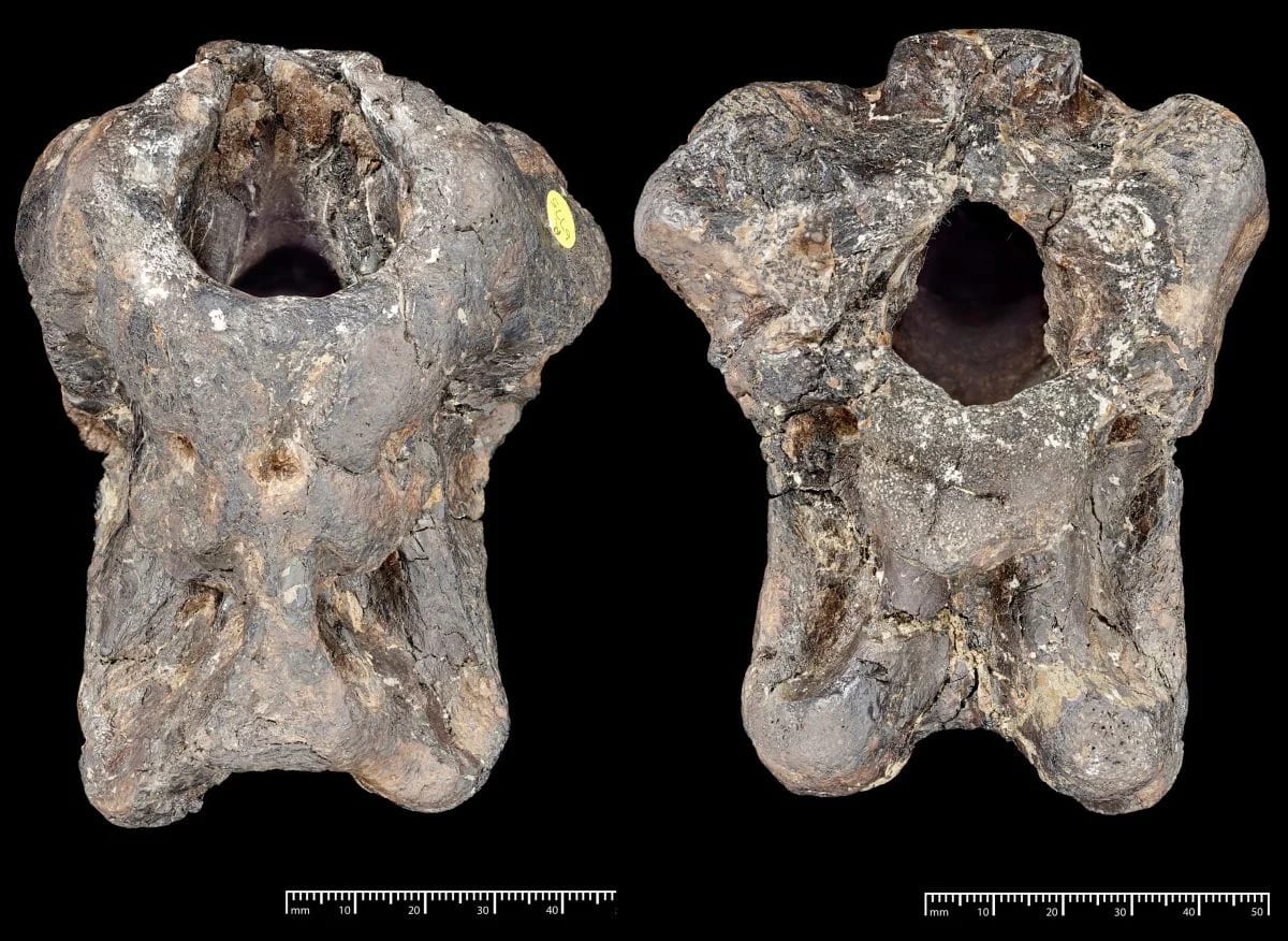 Forgotten Fossil Reveals Never Seen Before Dinosaur Species